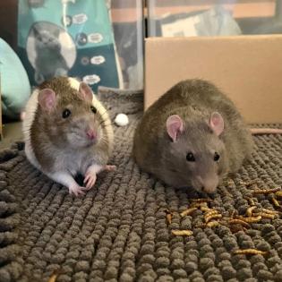 3 Männchen Ratten - Geschwister