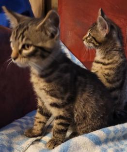 Katzenbabys Katze Männchen und Weibchen