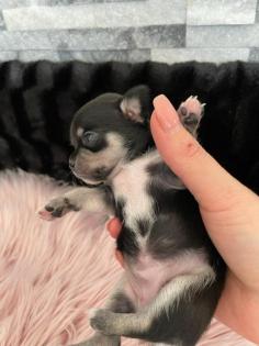 Wunderschöne Reinrassige Chihuahua Welpen Weibchen