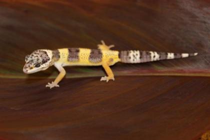 Leopardgeckos Eublepharis macularius