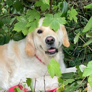 Golden Retriever Wurfankündigung