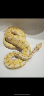 Python Regius / Königspython Banana Bumblebee Pin Pied 2. 0