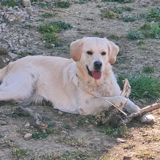 Golden Retriever Wurfankündigung