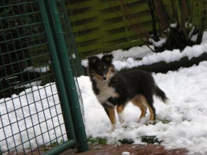 Süße Sheltiewelpen zu verkaufen