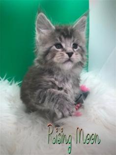 Typvolle Maine Coon Katerchen in Silver