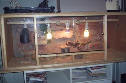 Verkaufe Terrarium mit 3 Bartagamen.