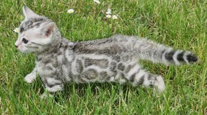 Reinrassige Black Silber Bengal Junge geboren. 3. 52022