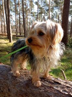 Biewer - Yorkshire Terrier Welpen