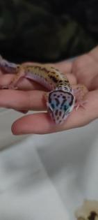 Leopardgecko Weibchen NZ 2021