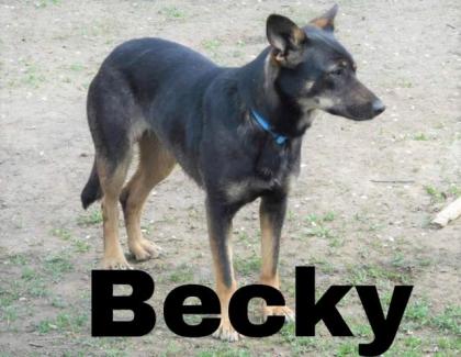 Becky. sehr lieb, sportlich und aktiv, möchte geliebt werden