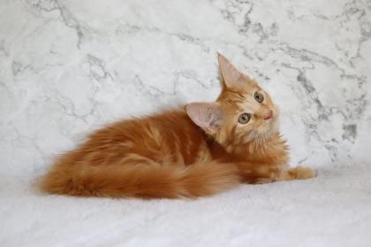 Rotes Maine Coon Mädchen