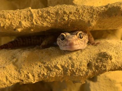 Selbst gebautes Terrarium mit zwei Leopardgeckos