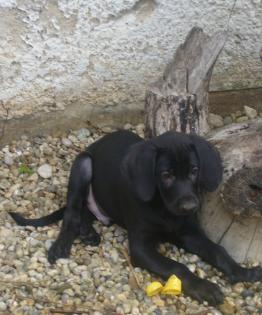 Weimeraner Labrador-Mischlinge in Schwarz