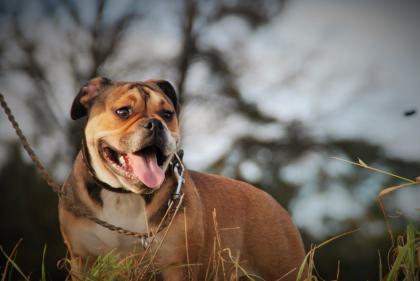 English Bulldog alternativ