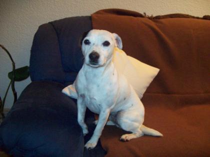 Jack russel mit papieren