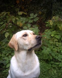 BLONDER LABRADOR DECKRÜDE HAT NOCH TERMINE FREI