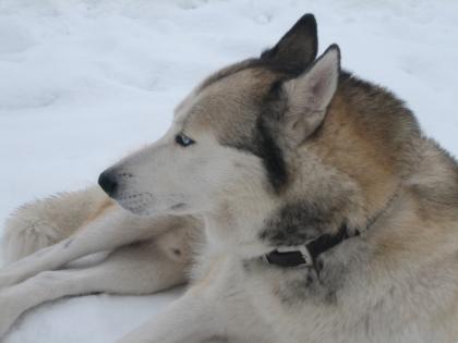 Suche ein husky weibchen für meinen husky mex