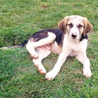 Barney - etwas forscher als sein Bruder