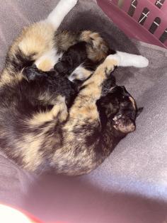 Trines Babykatzen / Kitten suchen ein zu Hause