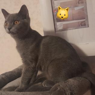 Britisch kurzhaar beby kitten 4 monate