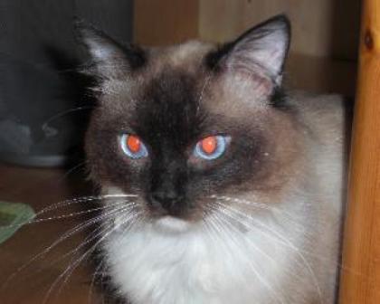 Ragdoll Katertraum