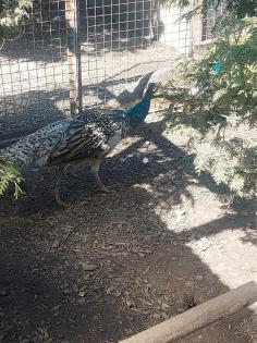 Pfauen Pfau Pfauhennen 1, 2, 3jährig blau