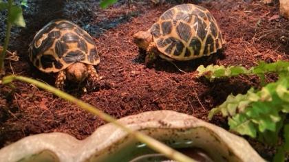 Südindische Sternschildkröten Jungtiere geboren 06/2023 mit Papieren