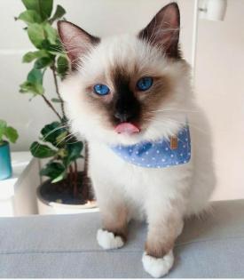 Perfekte Ragdoll Katzen Babies mit Papieren