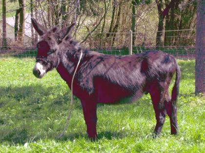 Esel Wallach 1, 20m, 3Jahre, menschenbezogen, liebt Kinder