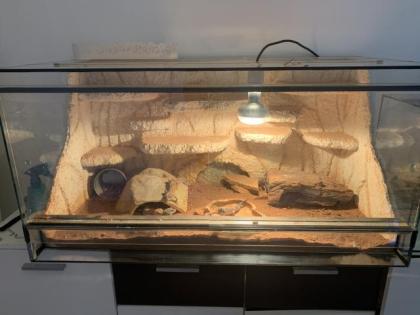 Terrarium mit 6 Leopardgeckos