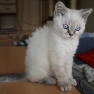 Selkirk Rex Kurzhaar Kitten