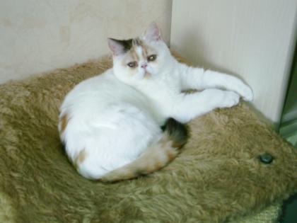 Exotic-Shorthair-Katzen