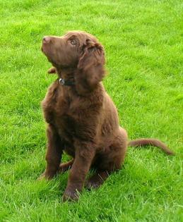 SCHOKOBRAUN fast ein labrador golden retriever