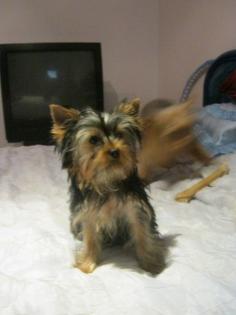 Yorkshire Mini Terrier Welpe/Hündin