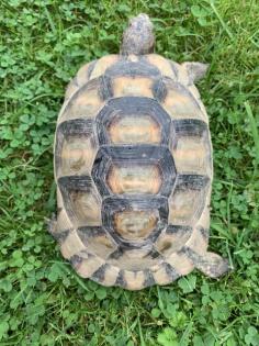 Testudo Marginata Breitrandschildkröte NZ2009 männlich