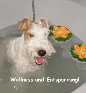 Hundesalon, Hundeausbildung, Hundeschule