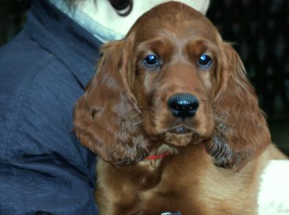 Irish-Setter-Welpen