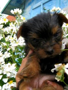 Zuckersüsse Yorkshire Terrier BELLA und ATRO, . 6 Wochen