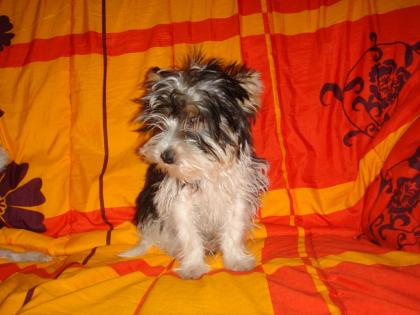 Biewer-Yorkshire-Terrier