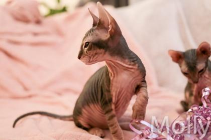 Don Sphynx Kitten - Katzenbabys