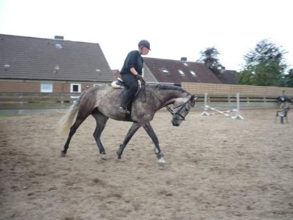 Biete Reitbeteiligung für Thüringer Stute 161 cm in Oberursel / Bommersheim