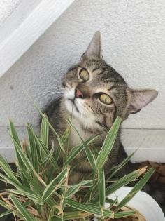 Liebevoller Kater Levi sucht ein neues Zuhause und Raum für seine Entfaltung