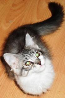 Maine Coon Kitten super lieb