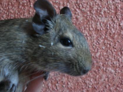 Meine 3 kleinen Degu Männer