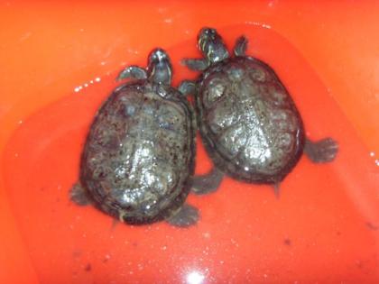 2 schöne Wasserschildkröten Aquarium Außenfilter.