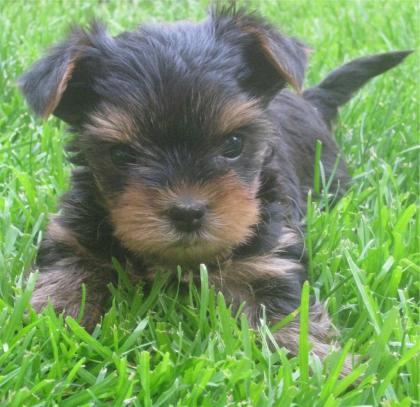 Yorkshire Terrier Welpen