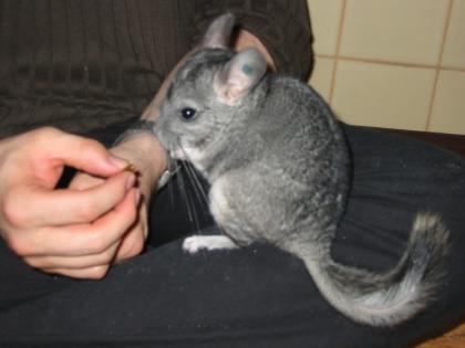 Chinchilla Böckchen 78224