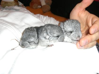 Chinchilla-babys