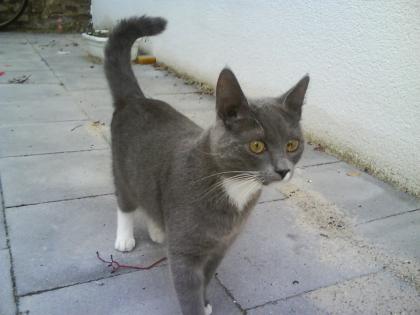 Suche kater zum decken