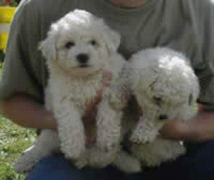 Bichon fris Welpen im Teddylook